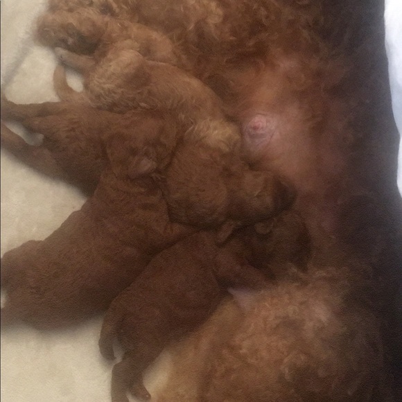 Meet your Posher, Terry - Picture 5 of 16